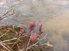 Salix saxatilis