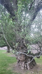 Salix babylonica tortuosa