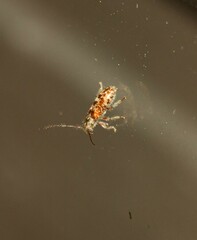 Eupogonius tomentosus