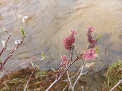 Salix saxatilis