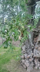 Salix babylonica tortuosa