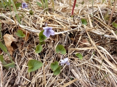 Viola epipsiloides
