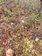 Pinguicula spathulata
