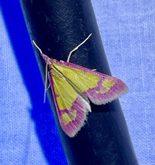 Choristostigma roseopennalis