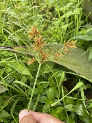 Cyperus manimae