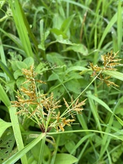 Cyperus manimae