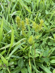 Cyperus hermaphroditus