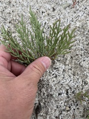 Salicornia rubra