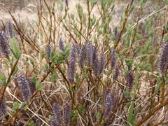 Salix saxatilis