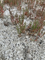Salicornia rubra