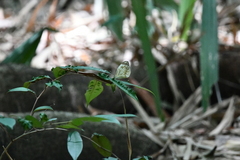 Pieriballia viardi