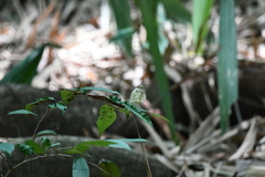 Pieriballia viardi