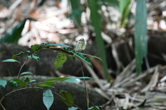 Pieriballia viardi