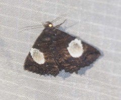 Daddala quadrisignata