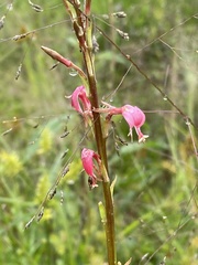 Oenothera hexandra
