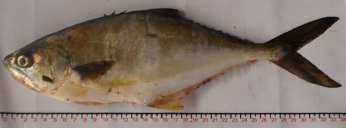 Longjaw leatherjacket (Oligoplites altus) — Carangidae — 5