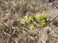 Salix udensis