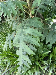 Cirsium subcoriaceum