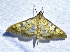 Mimorista subcostalis