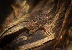 Poropterus difficilis