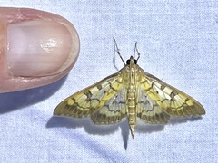 Mimorista subcostalis