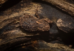 Poropterus difficilis