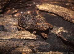 Poropterus difficilis