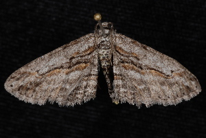 mountain-mahogany looper