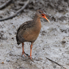 Rallus longirostris