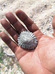 Crucibulum scutellatum