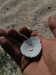 Crucibulum scutellatum