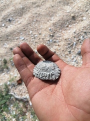Crucibulum scutellatum