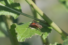 Bucephalogonia xanthophis