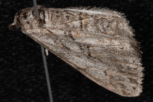 Mountain Mahogany Looper Moth photo 2