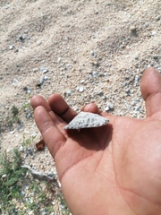 Crucibulum scutellatum