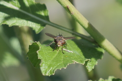 Bucephalogonia xanthophis