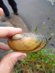 Pyganodon grandis