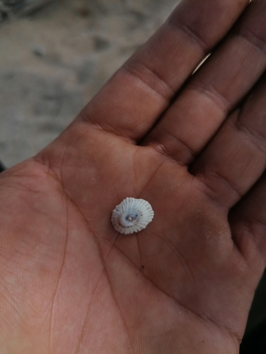 Lottia mitella