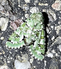 Emarginea percara