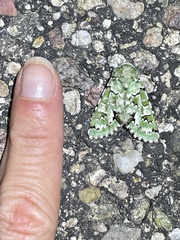 Emarginea percara