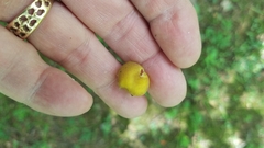 Hygrocybe caespitosa