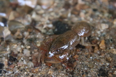 Cambaroides similis