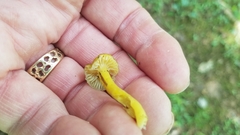 Hygrocybe caespitosa