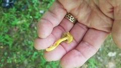 Hygrocybe caespitosa