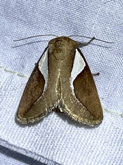 Prolimacodes trigona