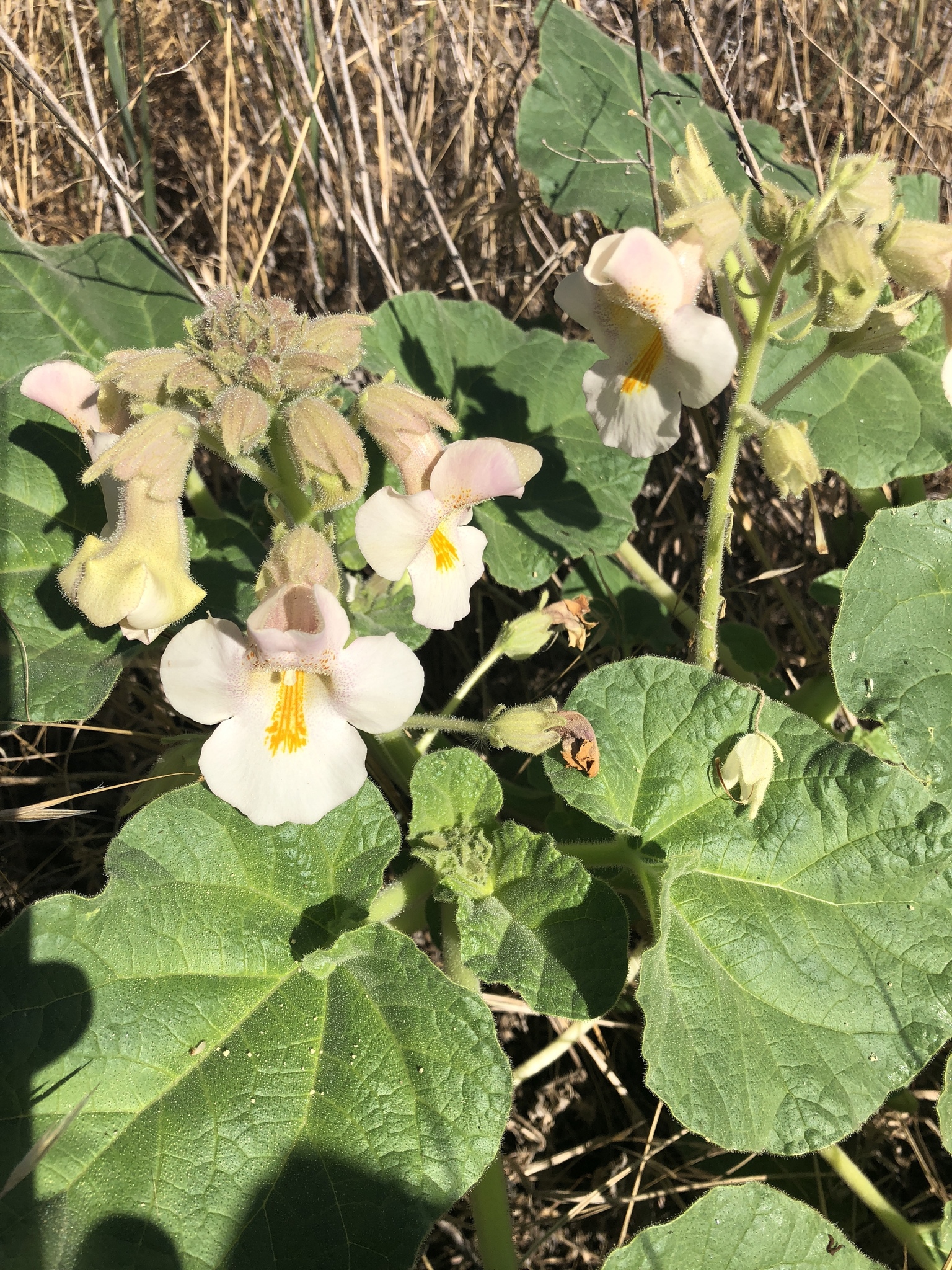 common devil's-claw (Proboscidea louisianica) · iNaturalist
