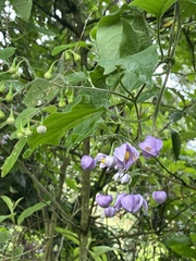 Solanum dulcamaroides