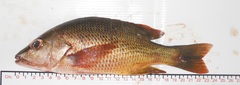 Lutjanus argentiventris