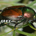 Japanese Beetle - Photo (c) Ryan Hodnett, some rights reserved (CC BY-SA)