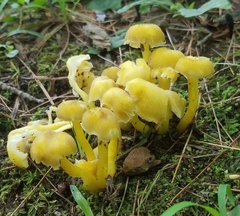 Hygrocybe caespitosa